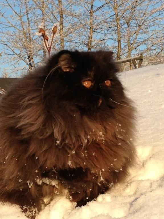 Perser Mejlvang's Gabriell - 12/12-12 billede 16