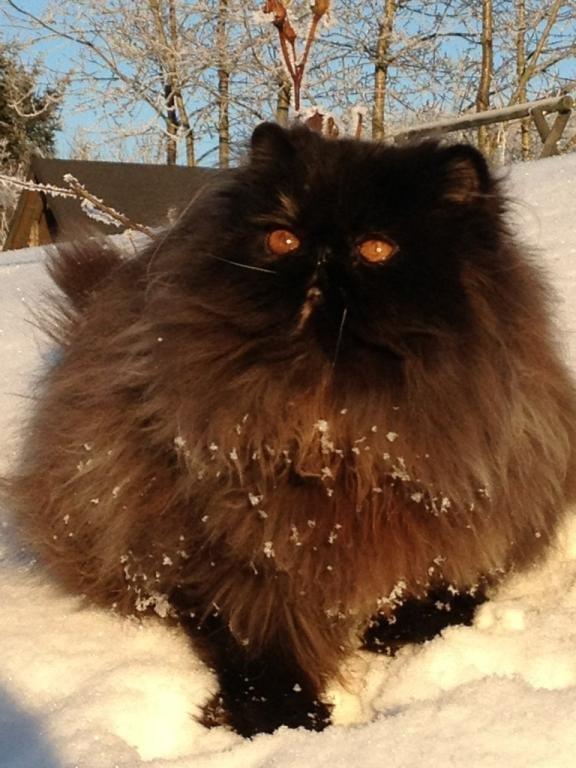 Perser Mejlvang's Gabriell - Velkommen
12/12-12
 billede 1