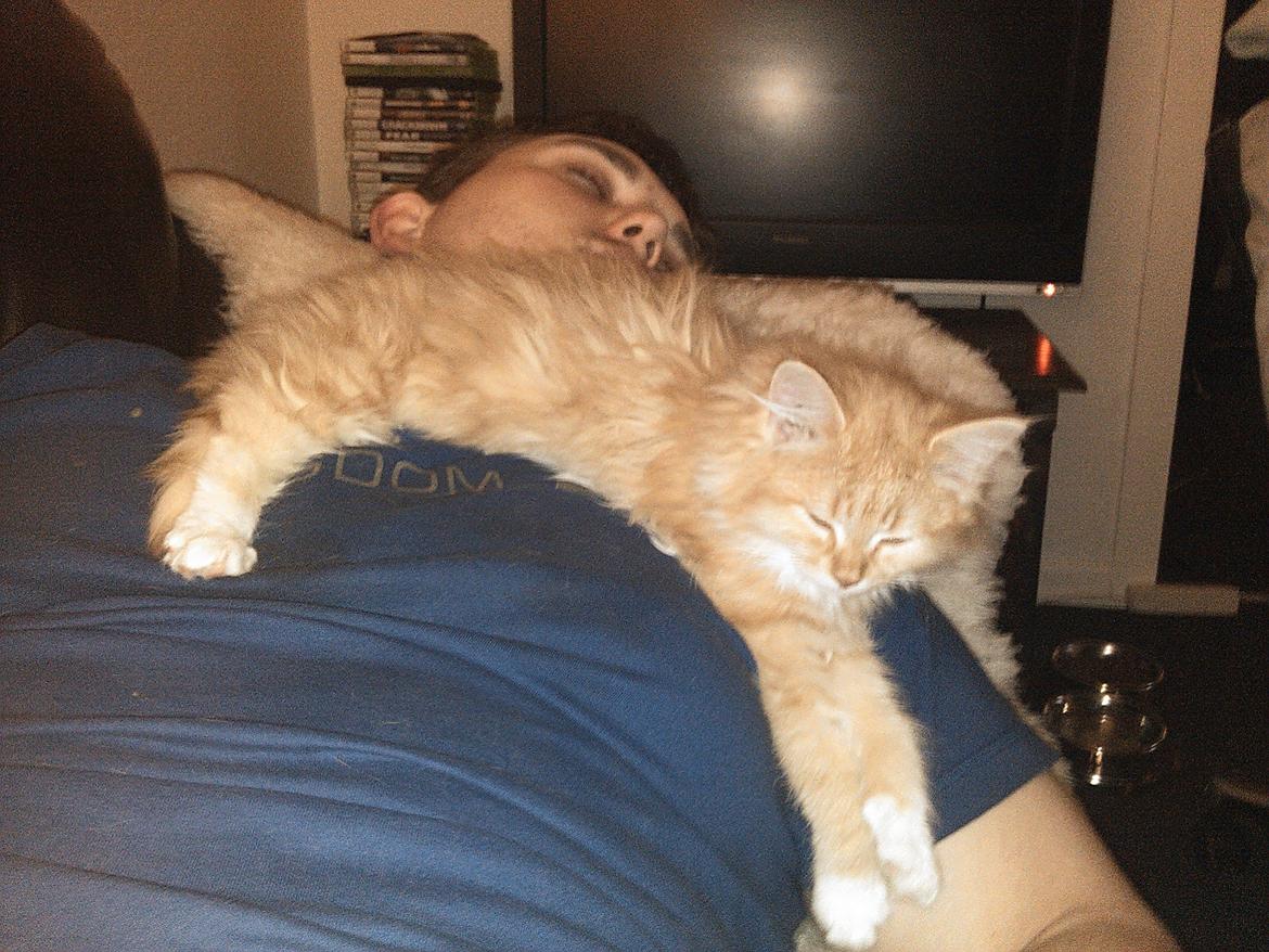 Blanding af racer Elvira billede 1