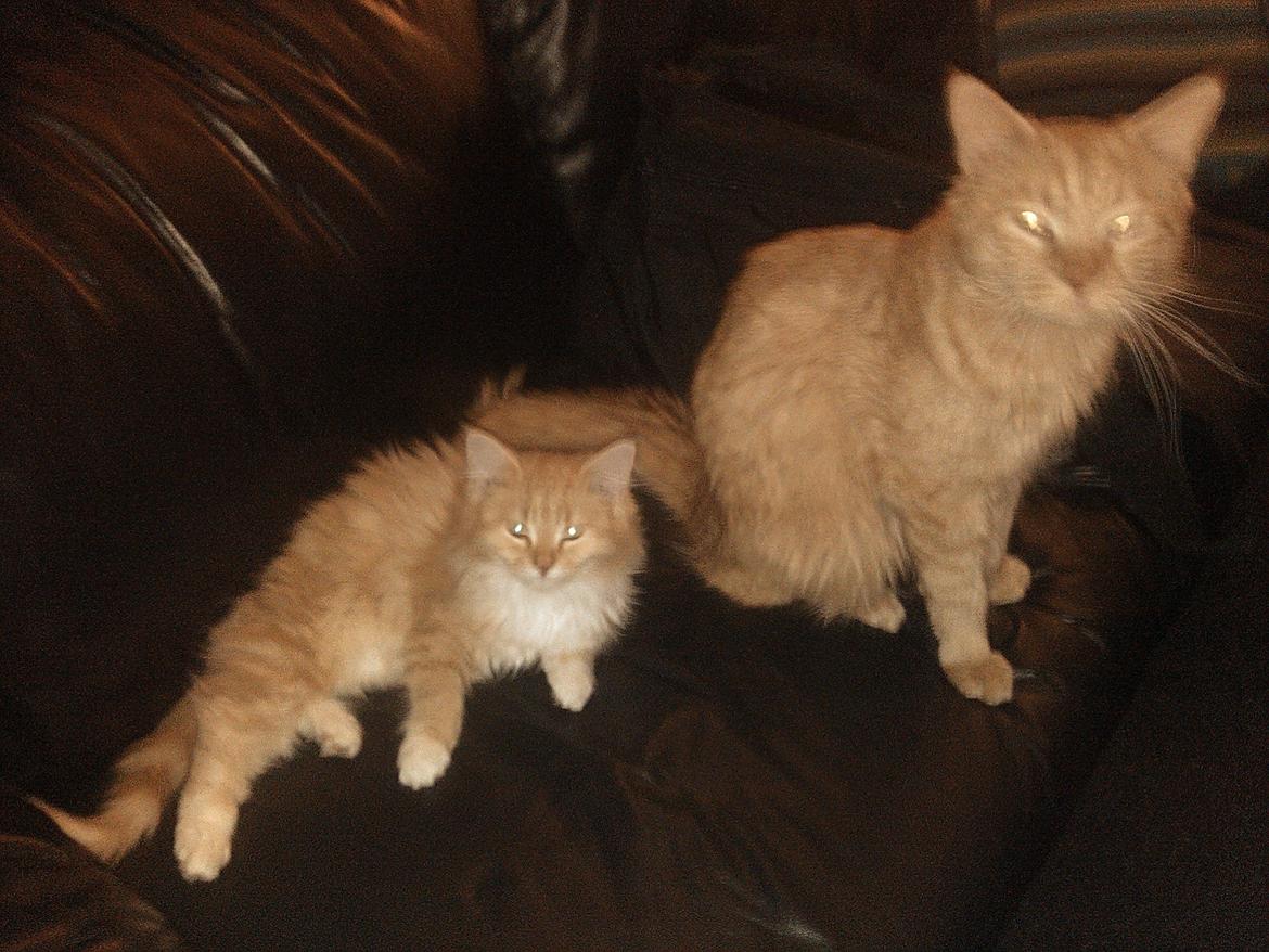 Blanding af racer Elvira billede 2