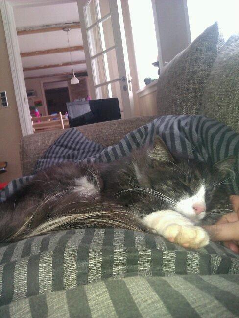 Norsk Skovkat Oskar billede 17