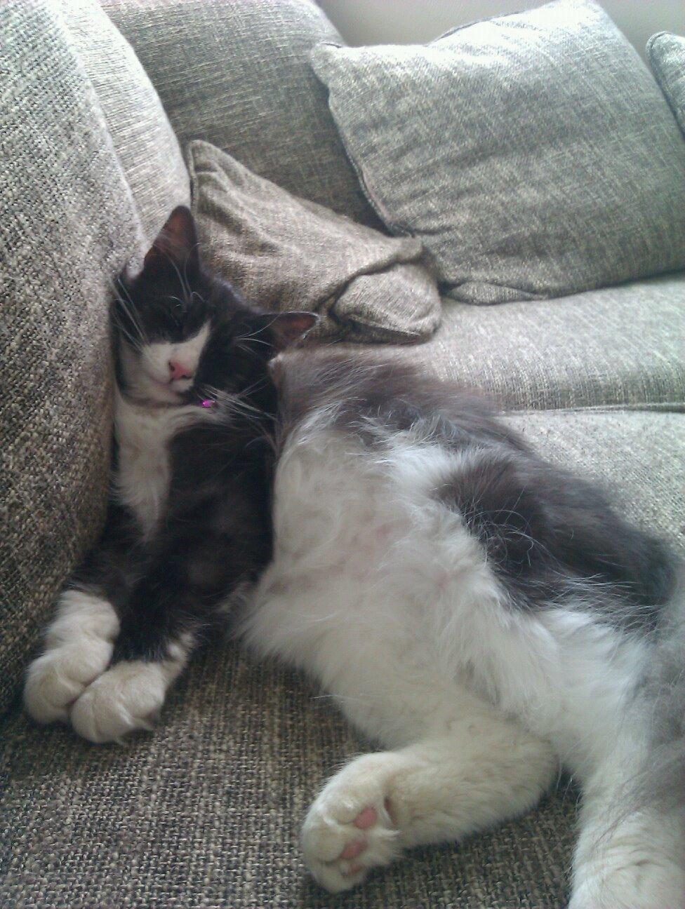 Norsk Skovkat Oskar billede 1