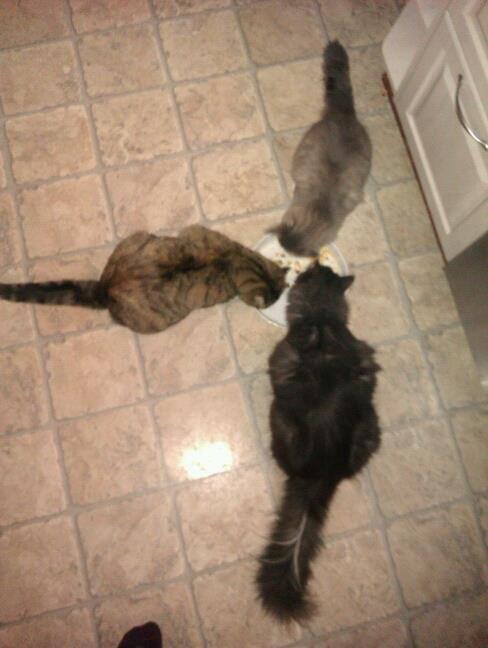 Norsk Skovkat Oskar billede 18