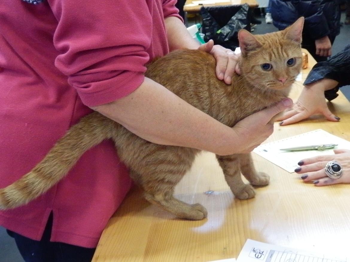 Europé IC. DK*Boholdt Super Karla billede 2