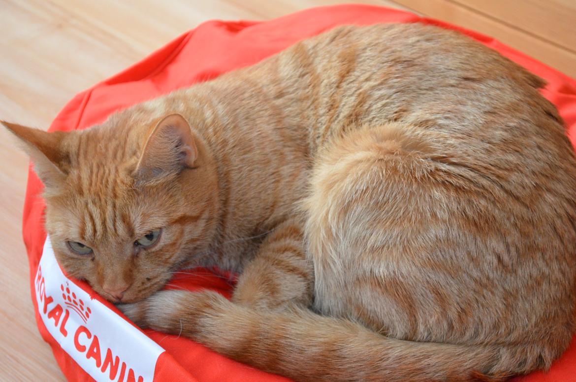 Europé IC. DK*Boholdt Super Karla billede 5