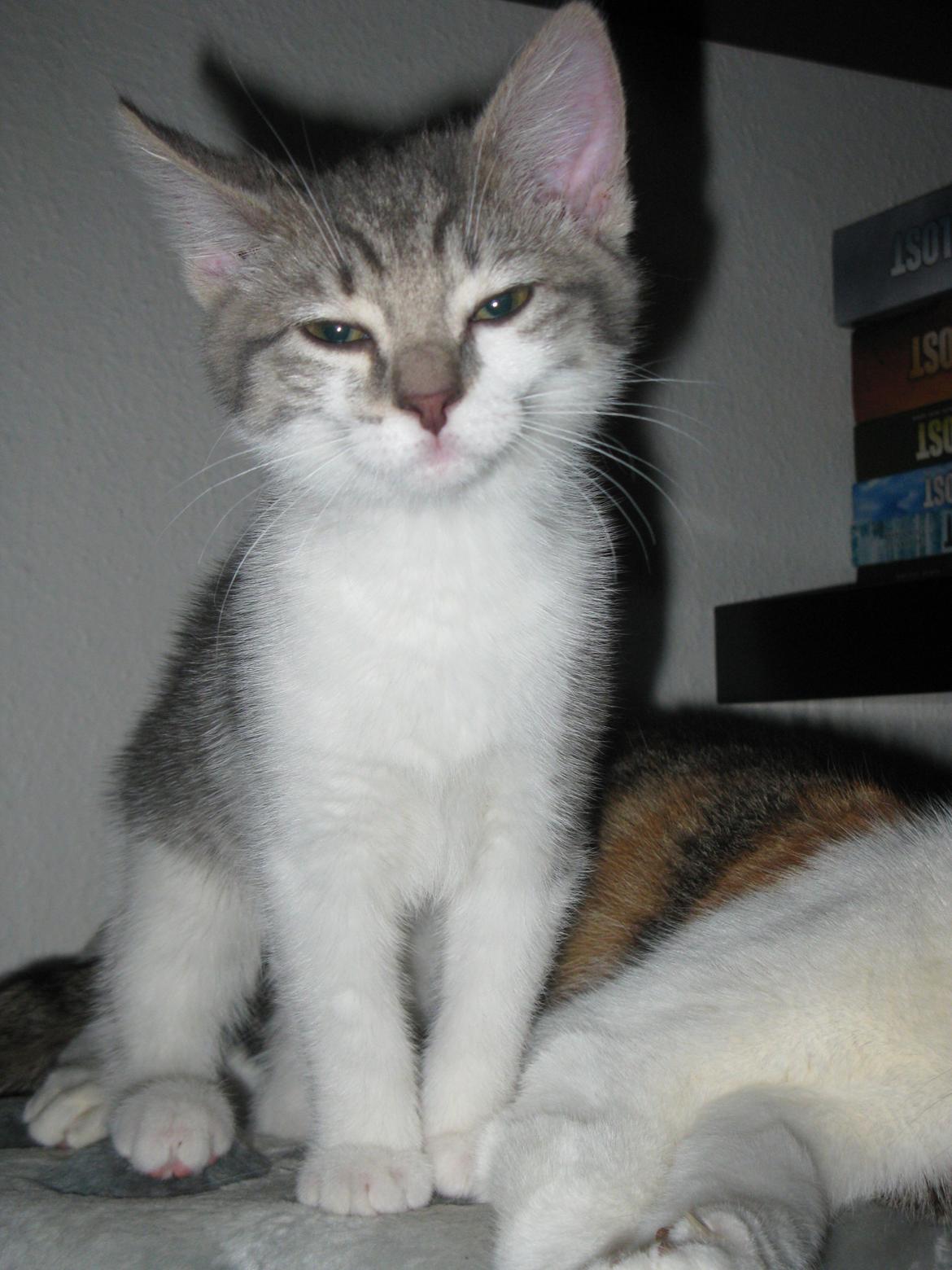 Huskat Miw billede 4