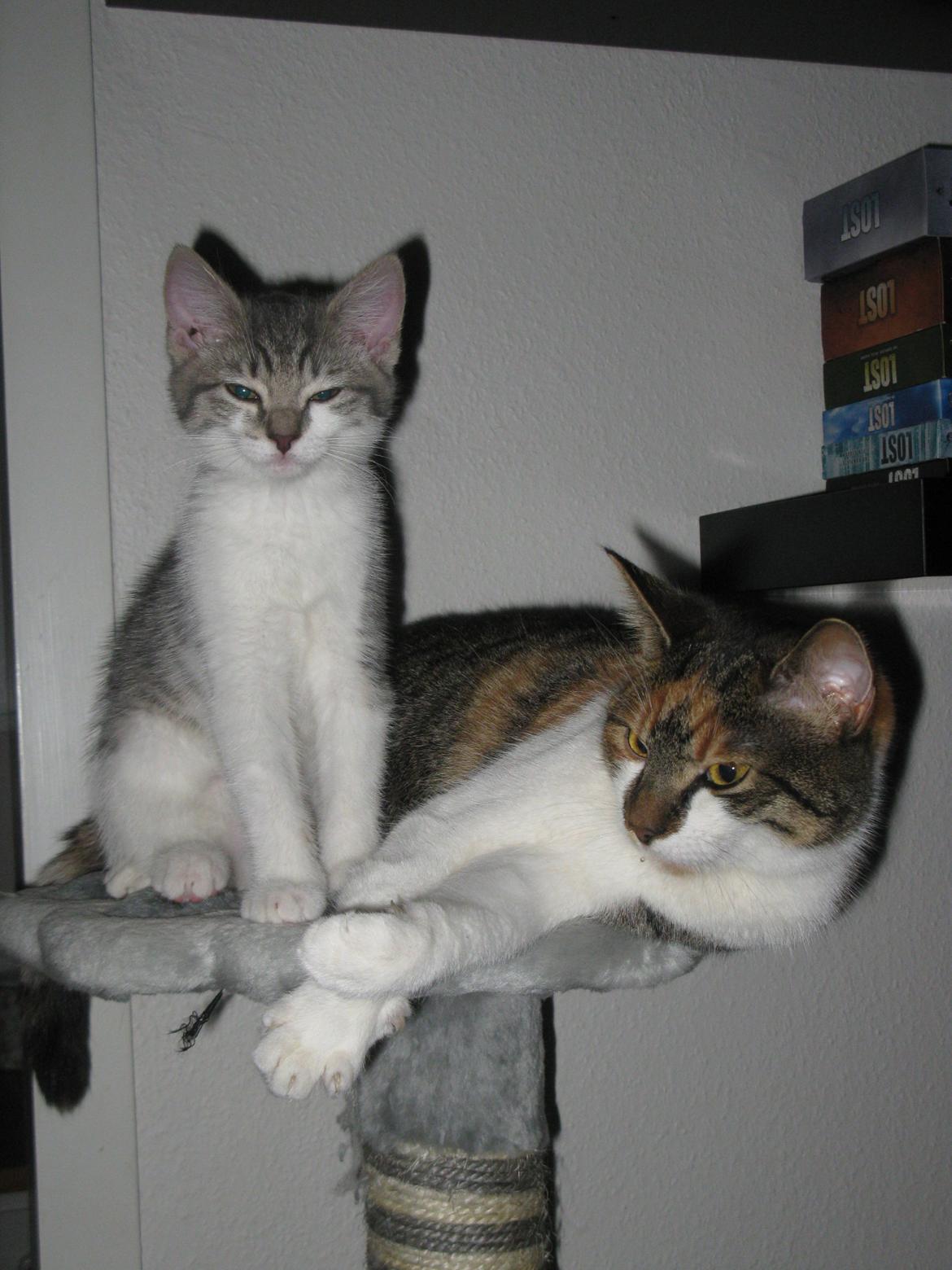 Huskat Miw - De nyder hinandens selskab billede 5