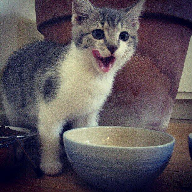 Huskat Miw billede 1