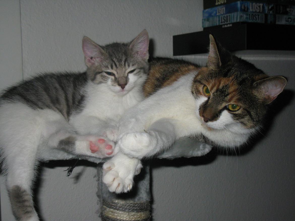 Huskat Miw billede 6