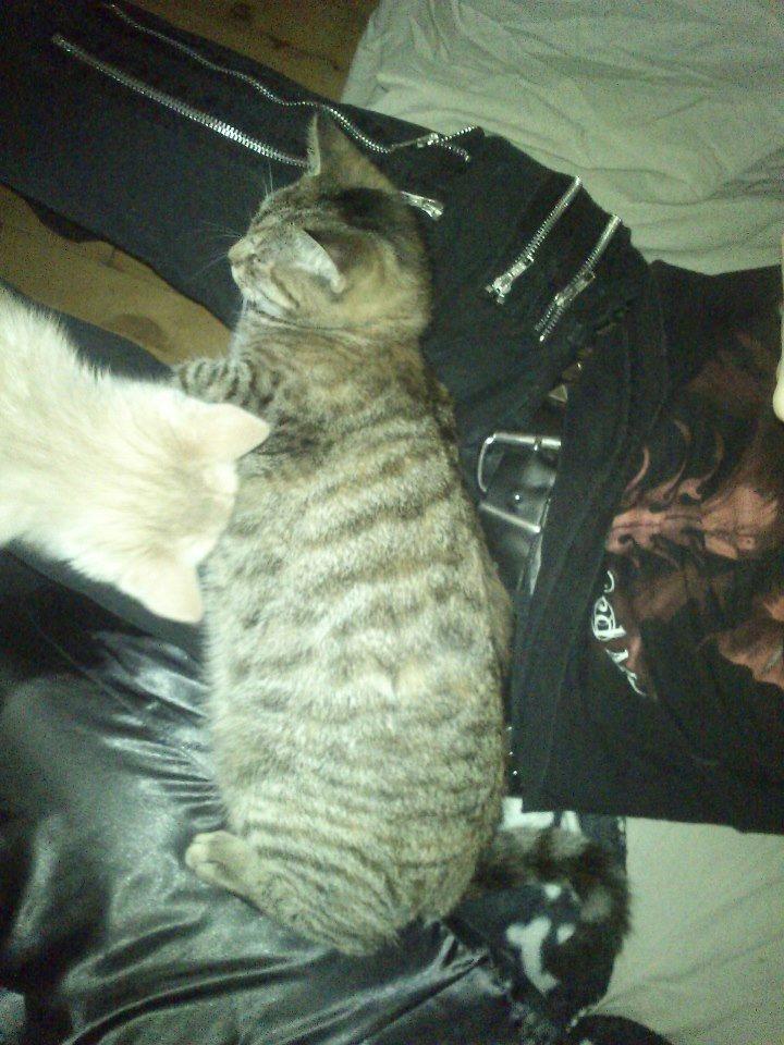 Huskat Kira billede 15