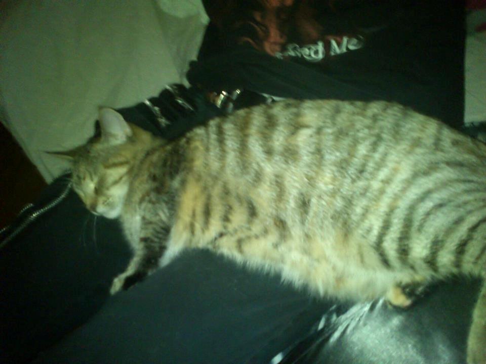 Huskat Kira billede 16