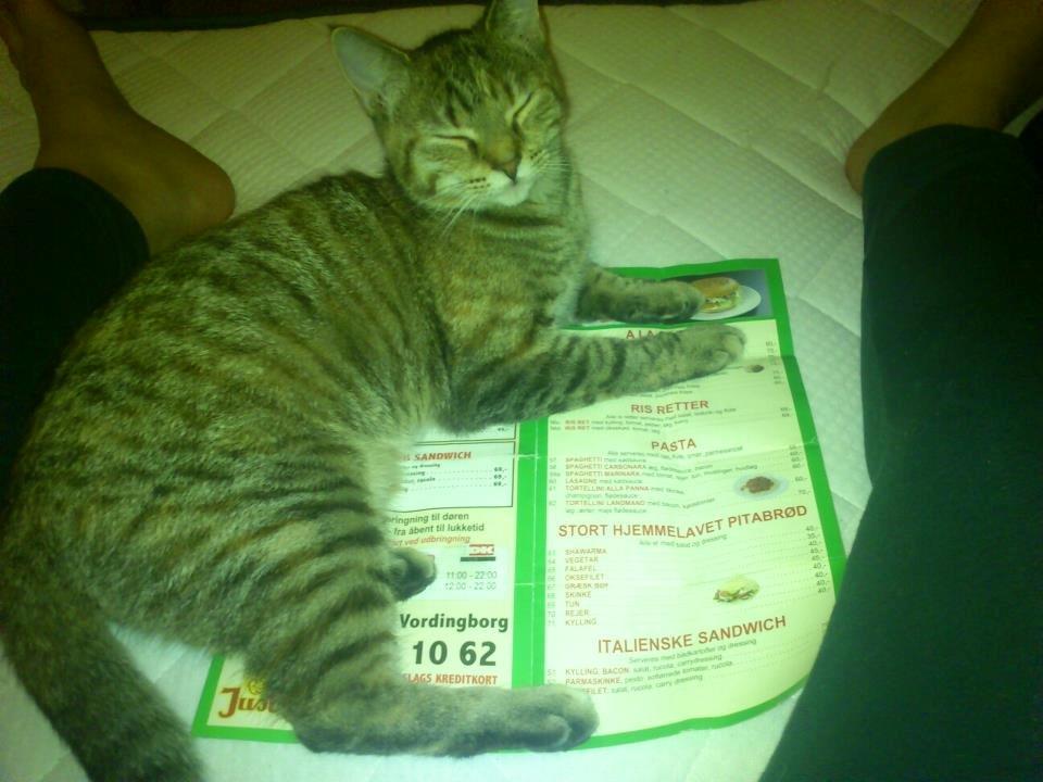 Huskat Kira billede 17