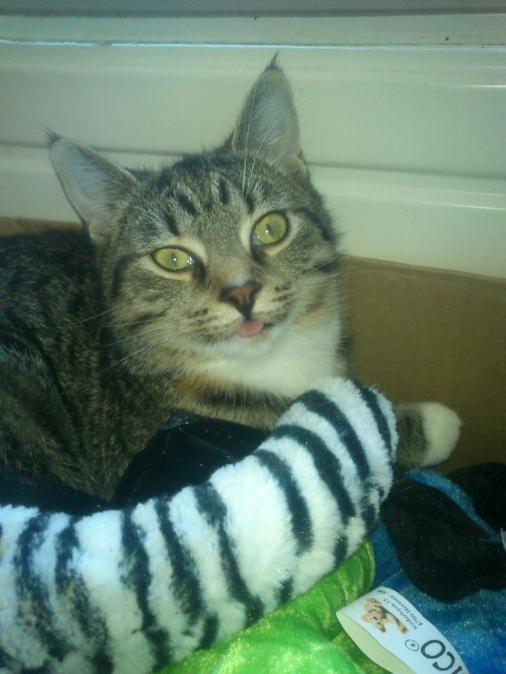 Huskat Kiwa billede 17