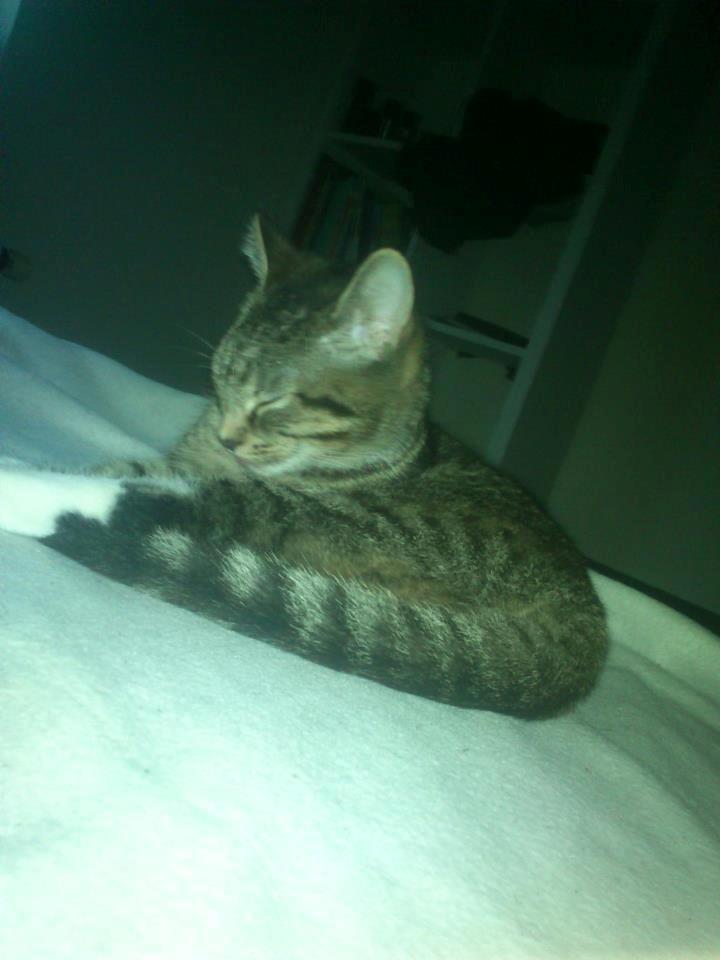 Huskat Kiwa billede 18