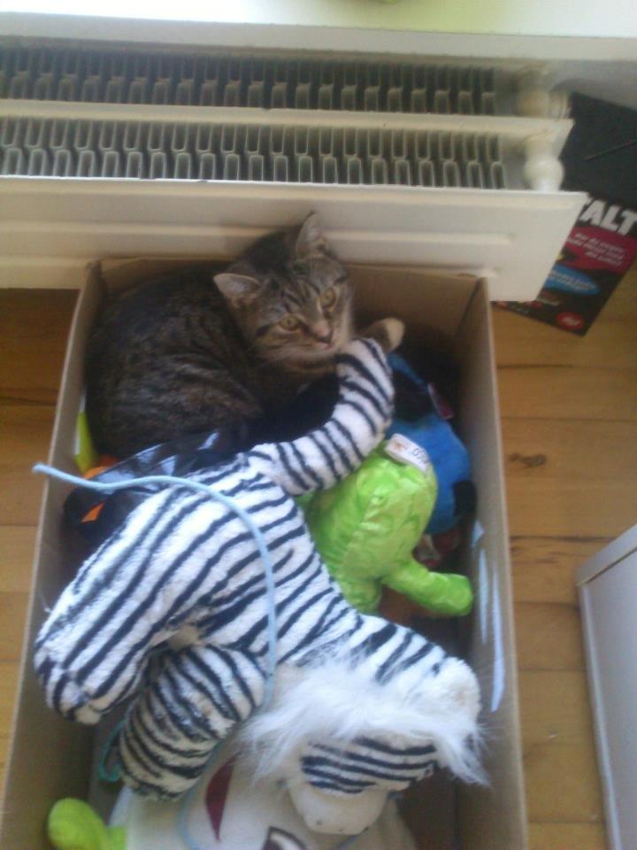 Huskat Kiwa billede 19