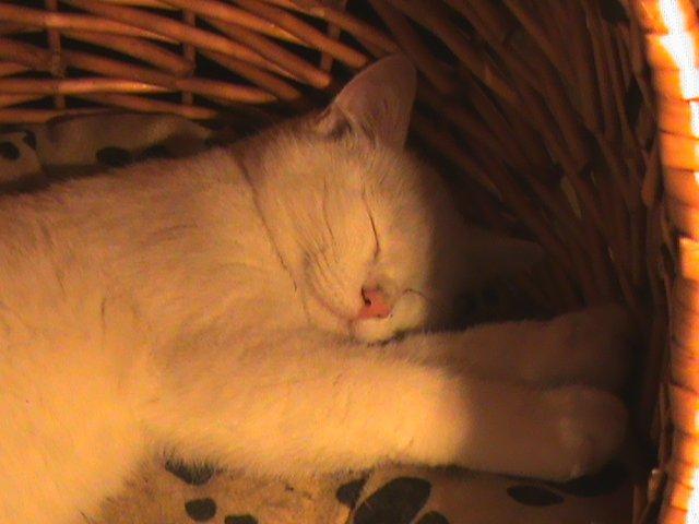 Huskat Ozzy - Man tager sig lige en lille morfar, i "søster" Hvalborgs hule. billede 1