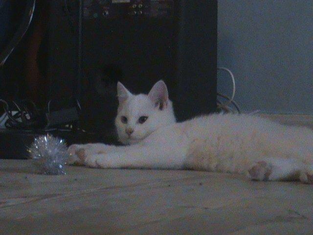 Huskat Ozzy - Her har man stjålet, en af mors garnnøgler. Det er bare sjovt. billede 2