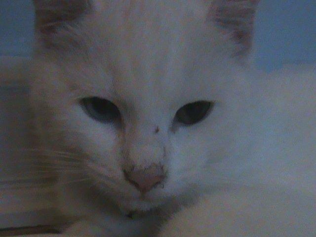 Huskat Ozzy - En rigtig charmetrold. billede 3