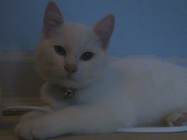 Huskat Ozzy - Er her lige ankommet til sit nye hjem, og er allerede i gang med at lege. billede 4