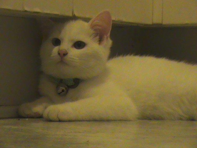 Huskat Ozzy - En 13 uger gammel Ozzy dreng. billede 5