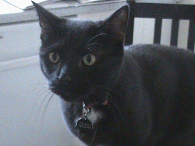 Blanding af racer Hvalborg - En opmærksom kat, som her sider pænt og venter på sin mad. billede 2