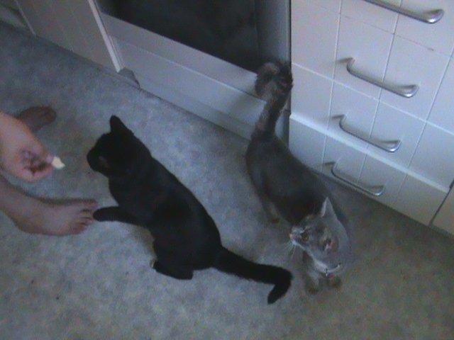 Blanding af racer Hvalborg - Selvom man er høflig, er der nogle smuttere engang imellem. Tigger her mad sammen med søster Kitty. billede 3