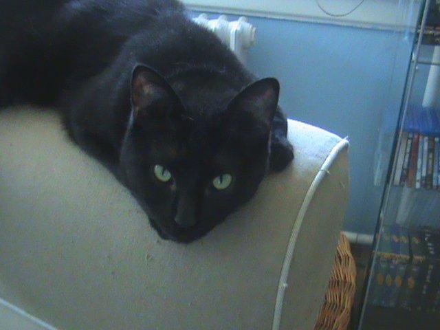 Blanding af racer Hvalborg - Her ligger man og slapper af på sin trone, i sommer varmen. billede 1