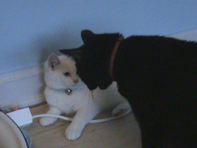 Blanding af racer Hvalborg - Første møde med sin nye lille bror. billede 4