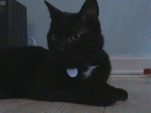 Blanding af racer Hvalborg billede 5