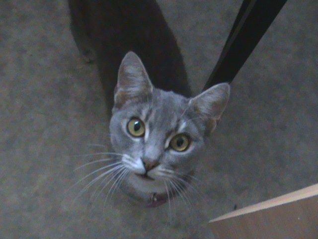 Blanding af racer Kitty - Nutte som altid. Her i gang med et lydløst miav. billede 2