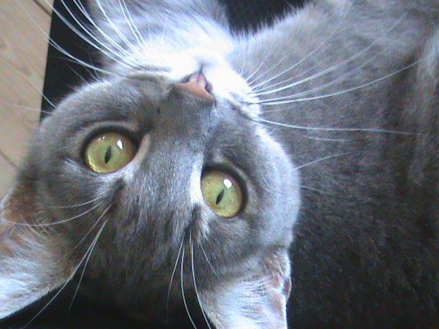 Blanding af racer Kitty - Man er lige vågnet fra en lille lur.  billede 4