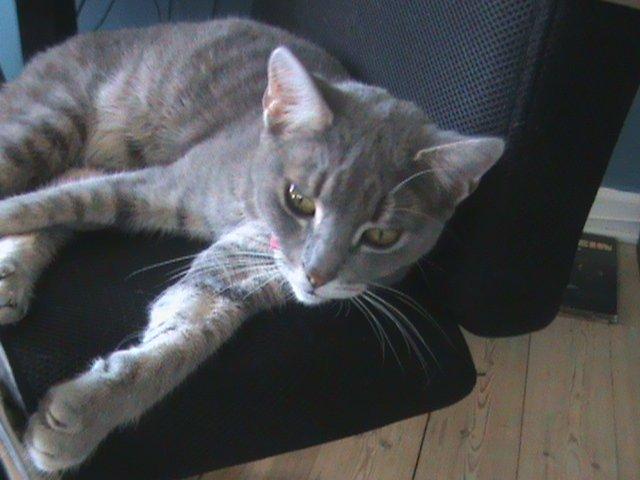 Blanding af racer Kitty billede 5