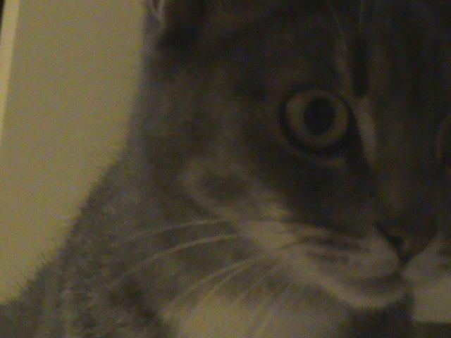 Blanding af racer Kitty - En opmærksom Kitty, på jagt efter sin lille bror Ozzy. billede 6