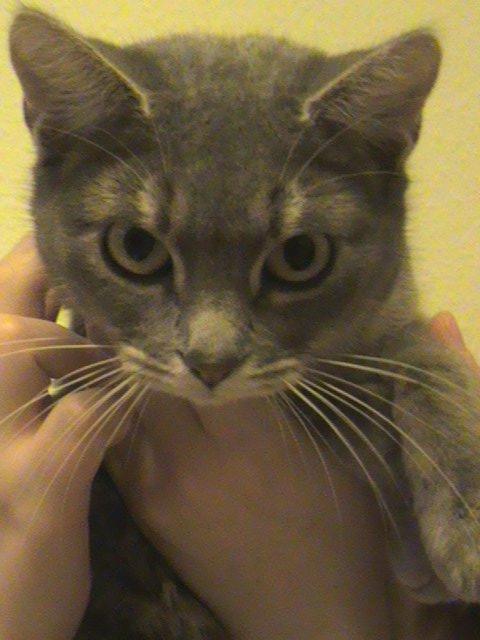 Blanding af racer Kitty - Kitty i al sin charme. billede 1