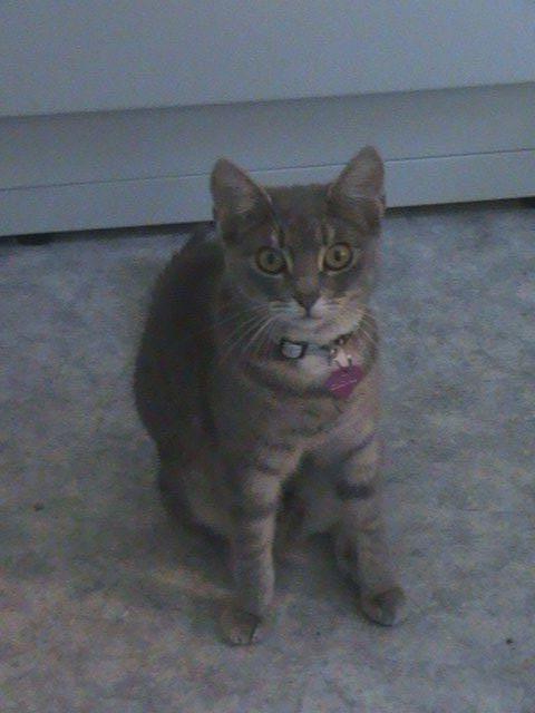 Blanding af racer Kitty billede 3