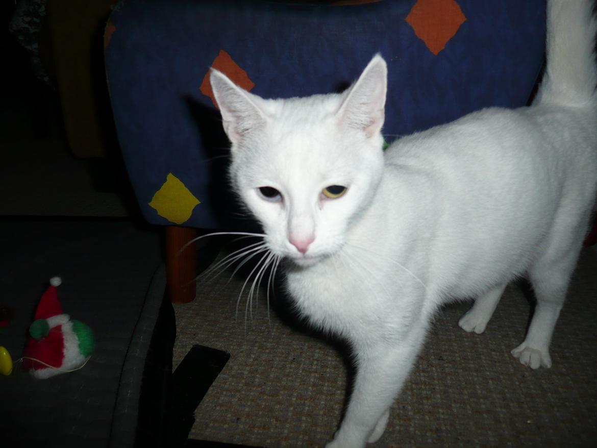 Blanding af racer Athena billede 2