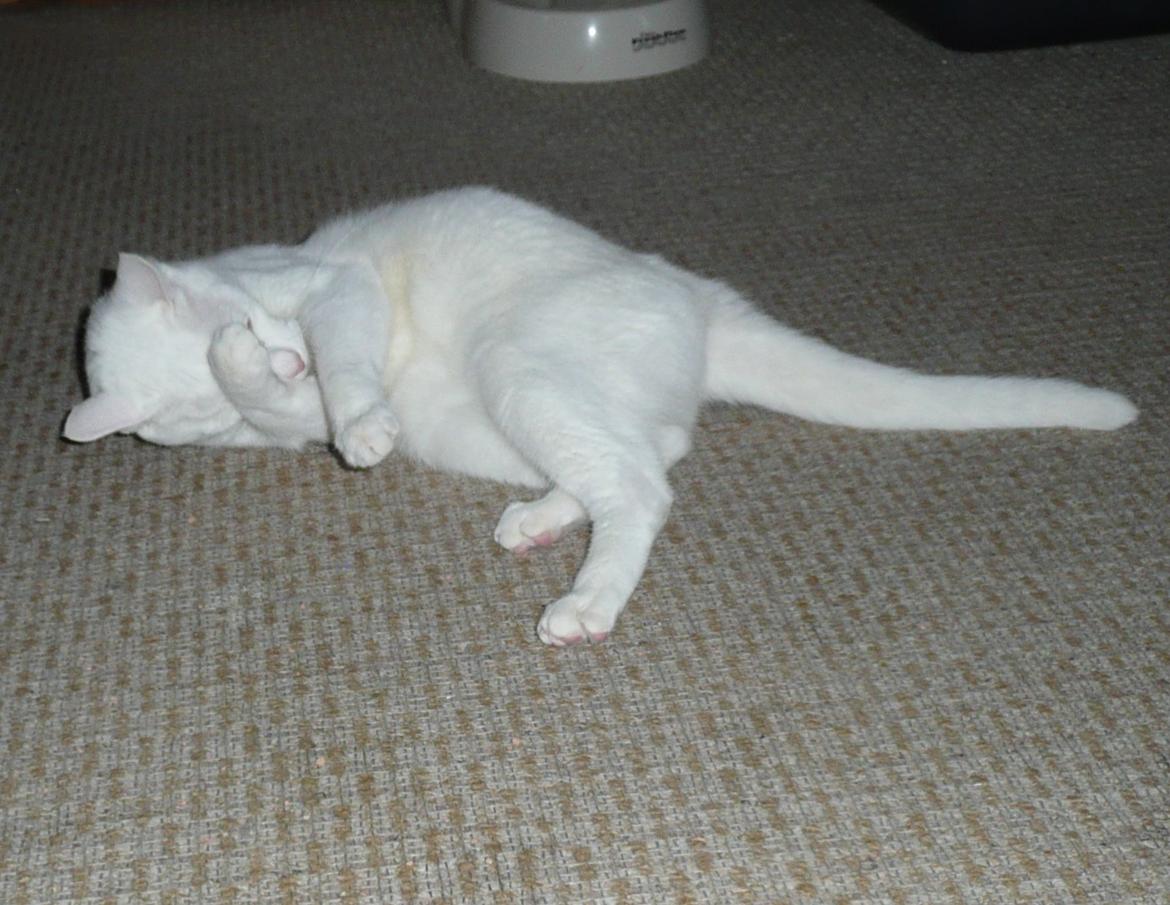 Blanding af racer Athena billede 3