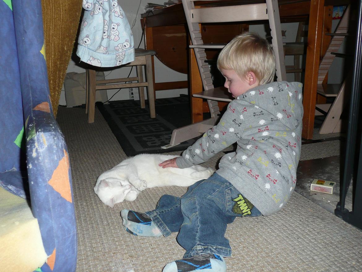 Blanding af racer Athena billede 5