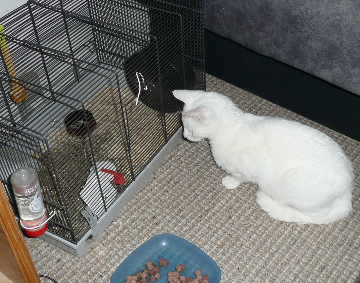 Blanding af racer Athena billede 6