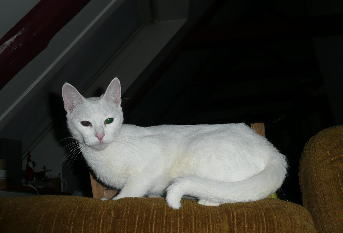 Blanding af racer Athena billede 7