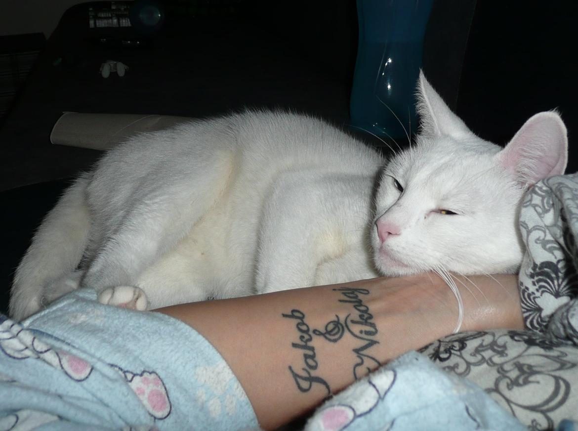 Blanding af racer Athena billede 8