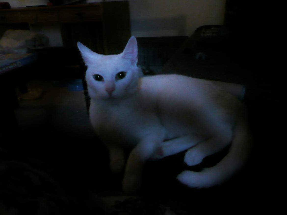 Blanding af racer Athena billede 9