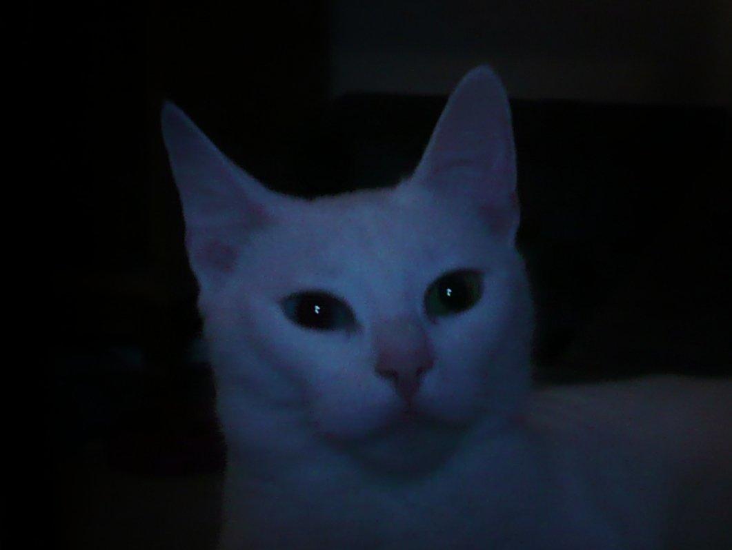 Blanding af racer Athena billede 10