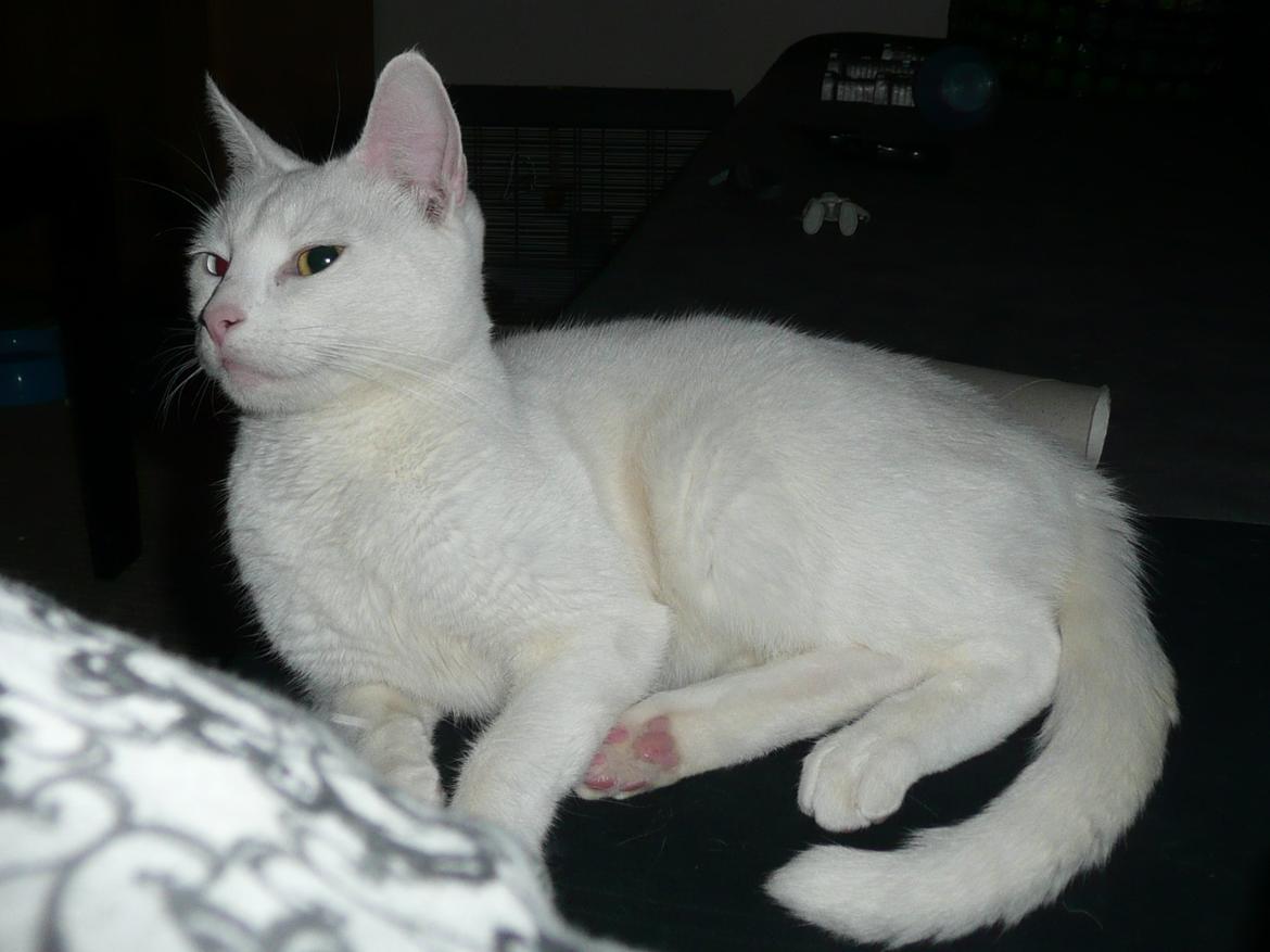 Blanding af racer Athena billede 11