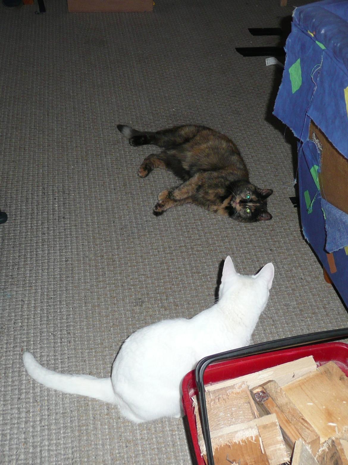 Blanding af racer Athena billede 12