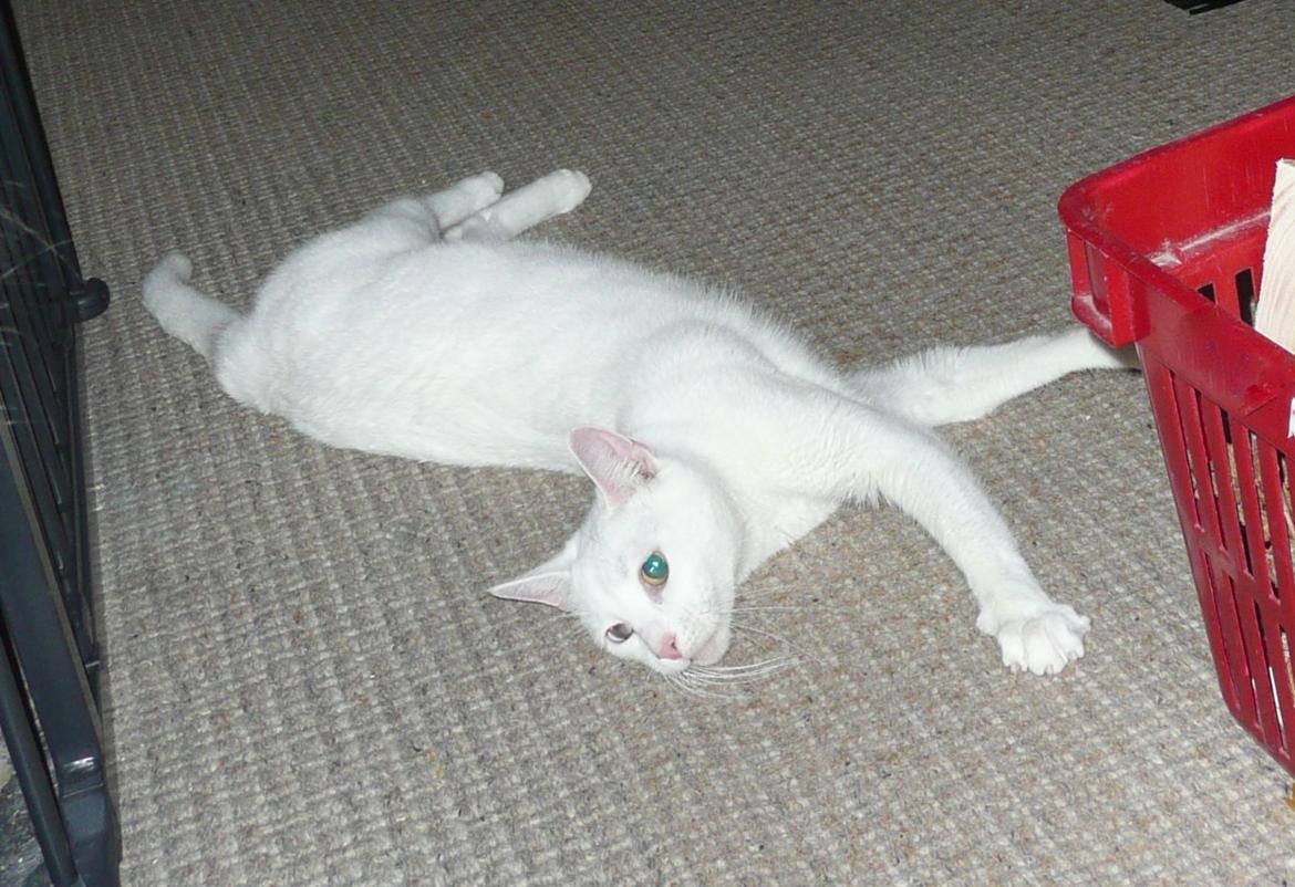 Blanding af racer Athena billede 13