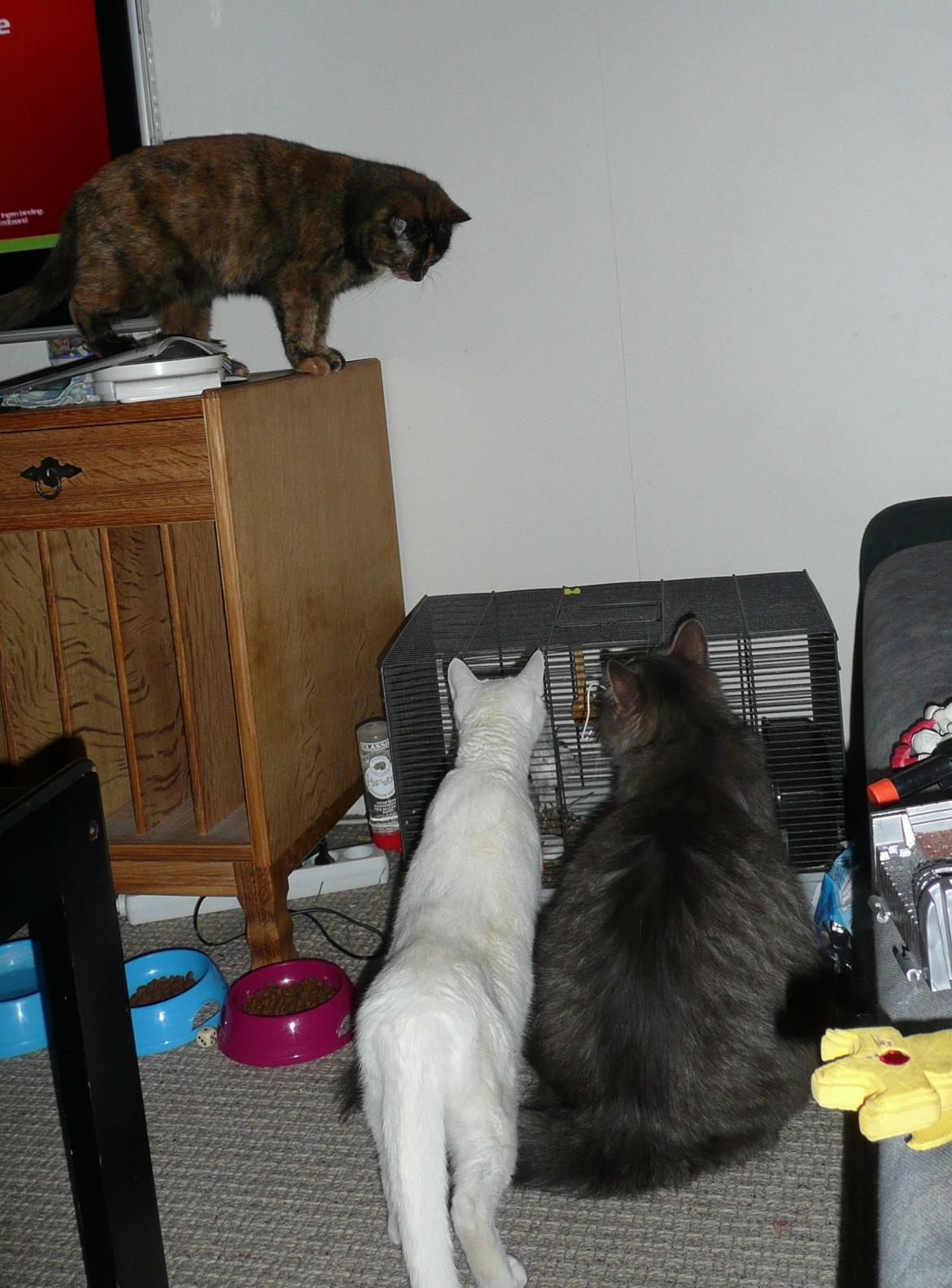 Blanding af racer Athena billede 14