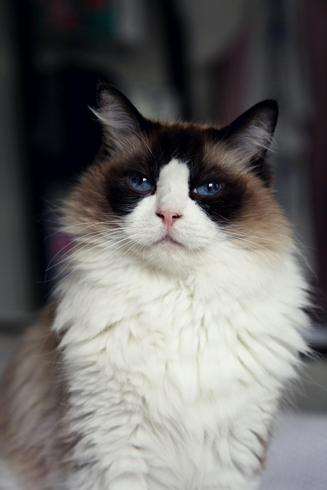 Ragdoll Albert billede 5