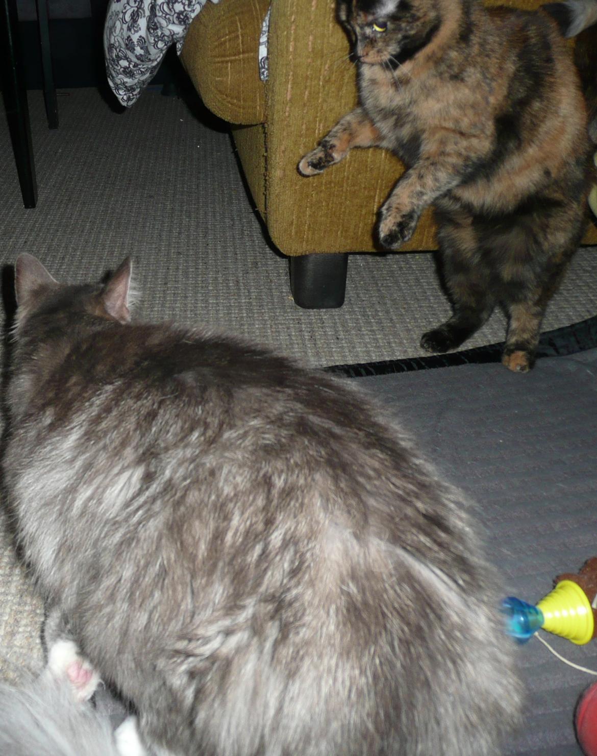 Blanding af racer Fandi billede 5