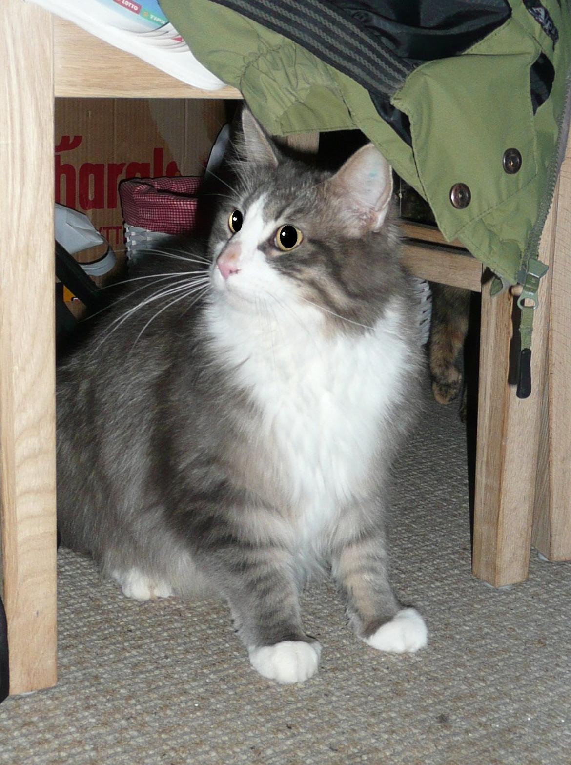 Blanding af racer Fandi billede 4